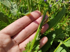 Salvia pratensis