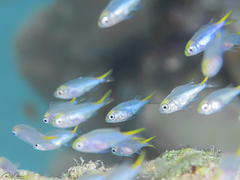 Neopomacentrus miryae