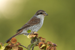 Red-Backed Shrike photo 6