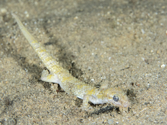 Bunopus tuberculatus