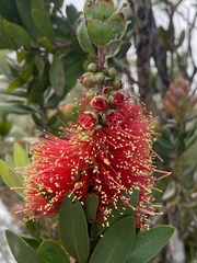 Melaleuca pyramidalis