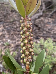 Melaleuca pyramidalis