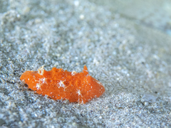 Sclerodoris tuberculata