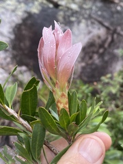 Melaleuca pyramidalis