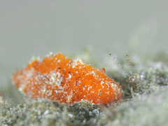 Sclerodoris tuberculata