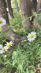 Tripleurospermum inodorum