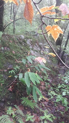 Acer sterculiaceum