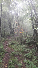 Acer sterculiaceum