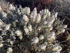 Camphorosmeae