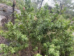 Melaleuca pyramidalis