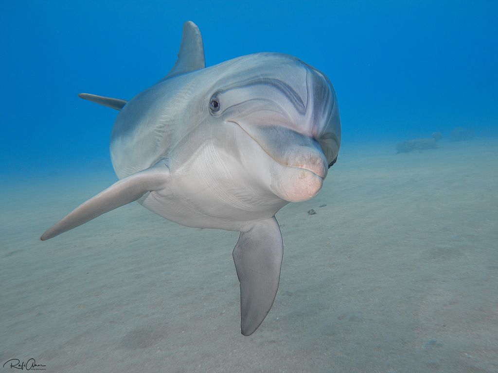 Bottlenose dolphin - Wikipedia