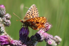Boloria aquilonaris