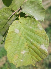 Erysiphe corylacearum