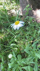 Leucanthemum vulgare