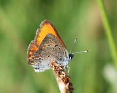 Lycaena hippothoe
