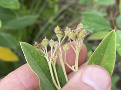 Pomaderris tropica