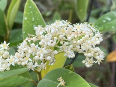 Pomaderris tropica