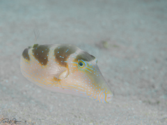 Canthigaster cyanospilota