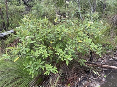 Pomaderris tropica