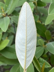 Pomaderris tropica