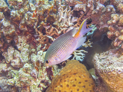 Neopomacentrus miryae