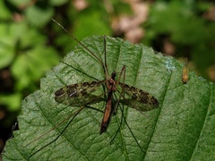 Epiphragma ocellare