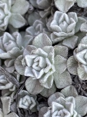 Antennaria densifolia