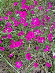 Dianthus deltoides