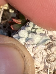 Antennaria densifolia