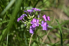 Phlox glaberrima interior