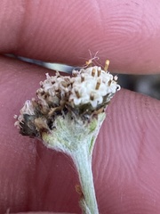 Antennaria densifolia