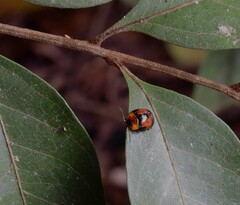 Callidemum discorufum