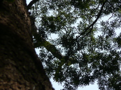 Albizia ferruginea