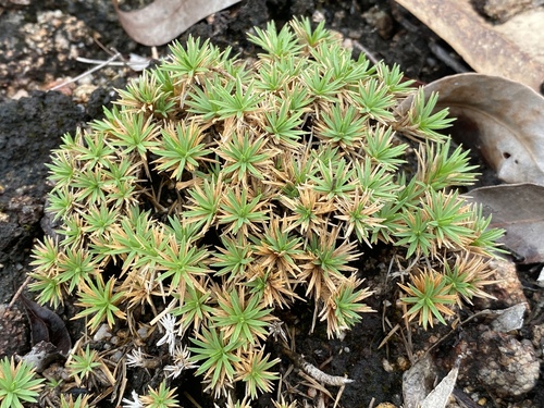 Micraira subulifolia, 2022-07-03