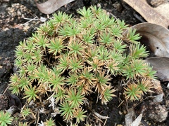 Micraira subulifolia