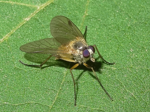 Small Fleck-winged Snipefly, photo 4 of 10