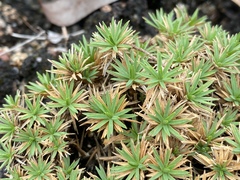 Micraira subulifolia