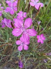 Dianthus deltoides