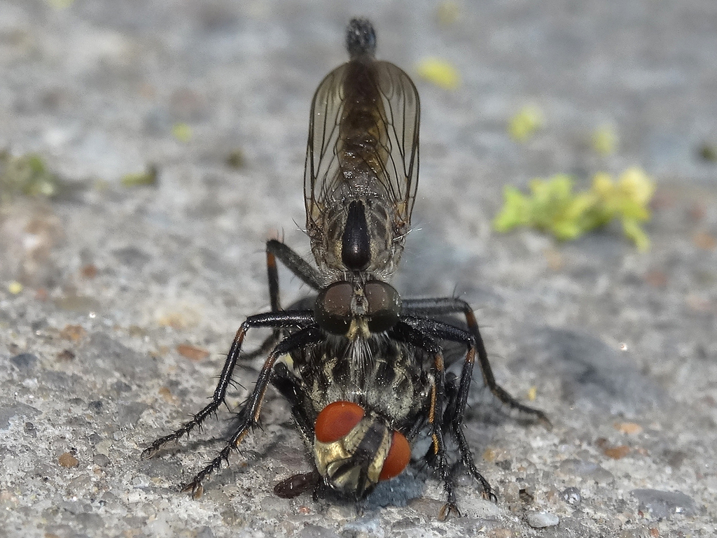Asilinae