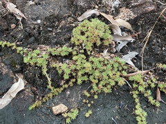 Micraira subulifolia