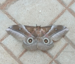 Gonimbrasia osiris