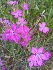 Dianthus deltoides