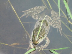 Pelophylax ridibundus