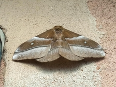Gonimbrasia osiris