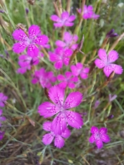 Dianthus deltoides