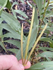 Acacia calyculata