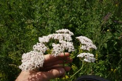 Valeriana rossica