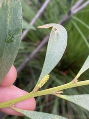 Acacia calyculata