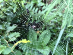 Thelacantha brevispina
