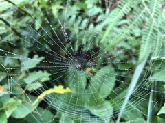 Thelacantha brevispina
